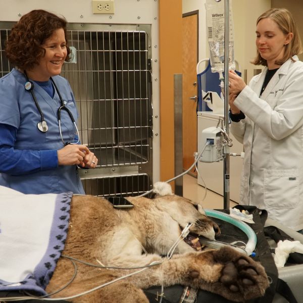 Dr. Cherie Connolly treats dog