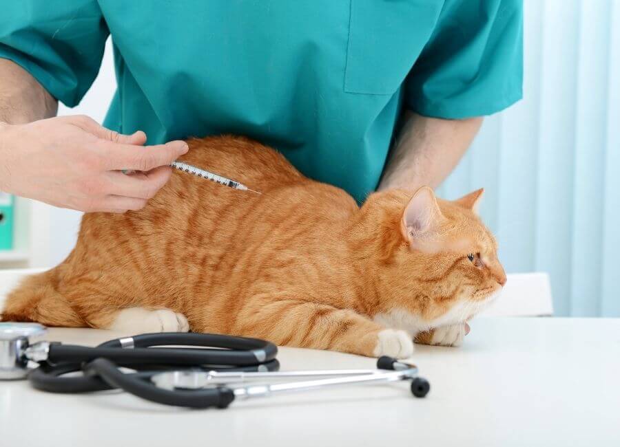 vaccines vet gives vaccine to cat
