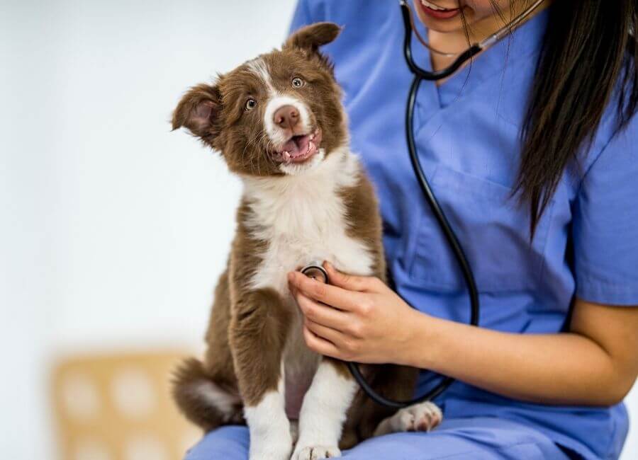 wellness vet checks dog`s wellness
