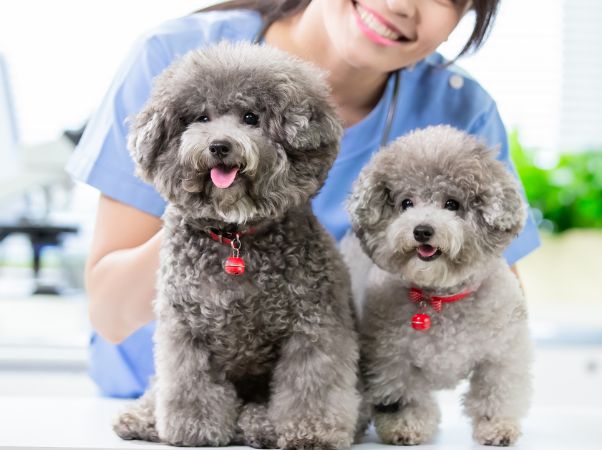 Vet with two dogs in a clinic