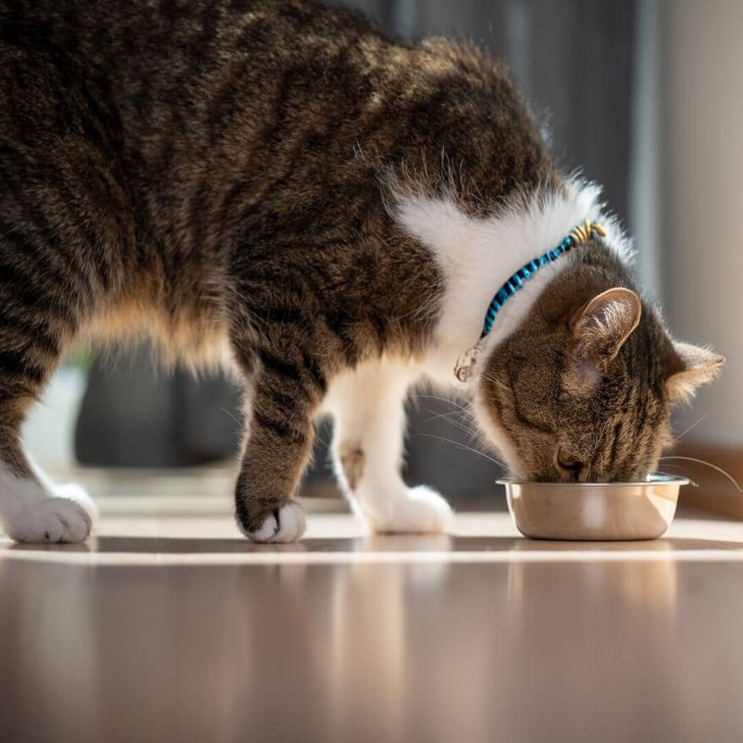 A cat enjoying its food from a bowl