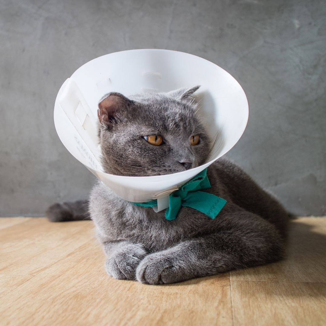 A cat surgery A cat in surgical cone