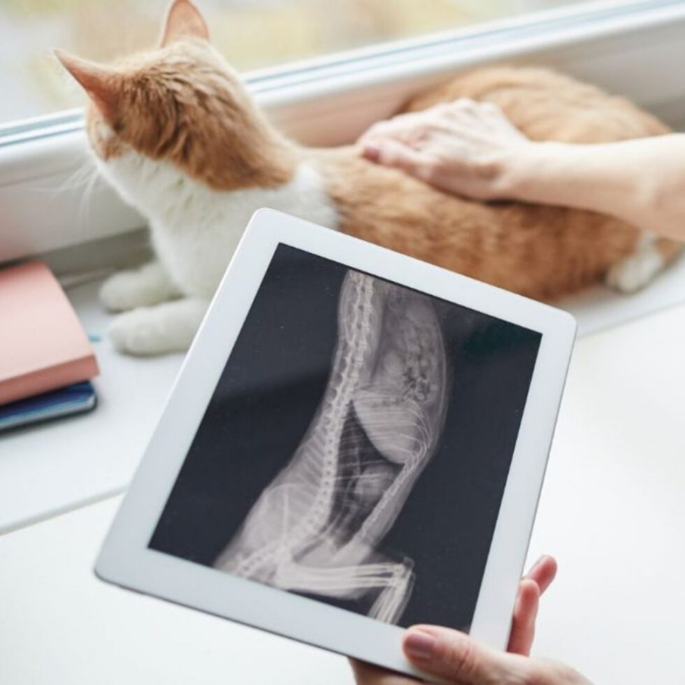 Pet Digital Imaging in Lake Oswego, OR | Compass Veterinary Clinic