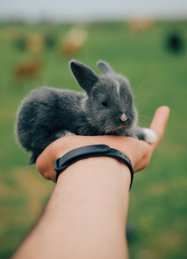 A rabbit on woman hand