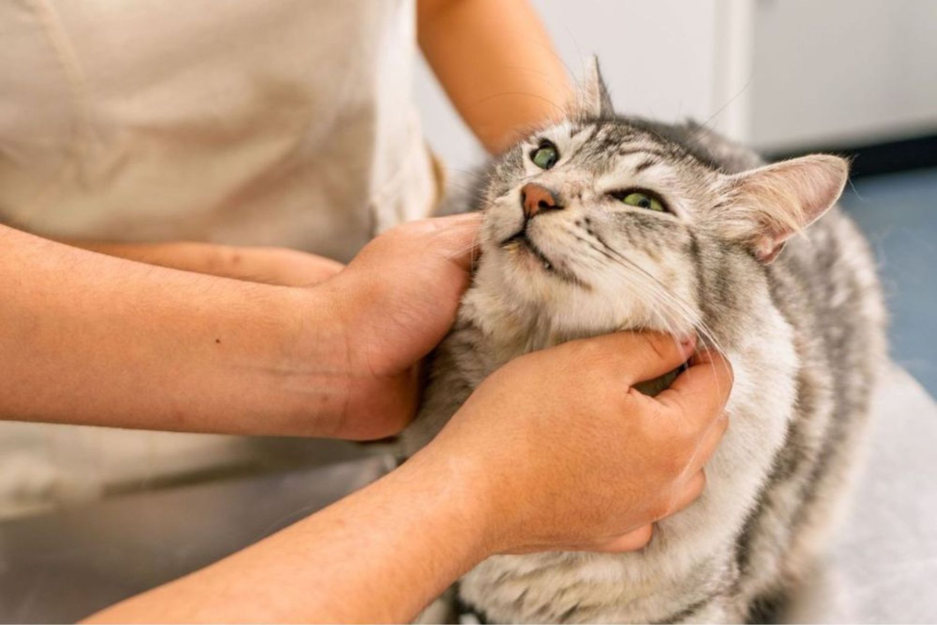 A vet petting a cat 