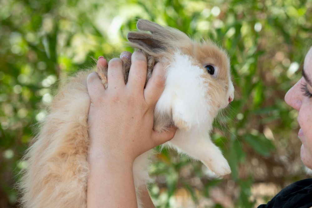 A woman holds a small rabbit in her hands