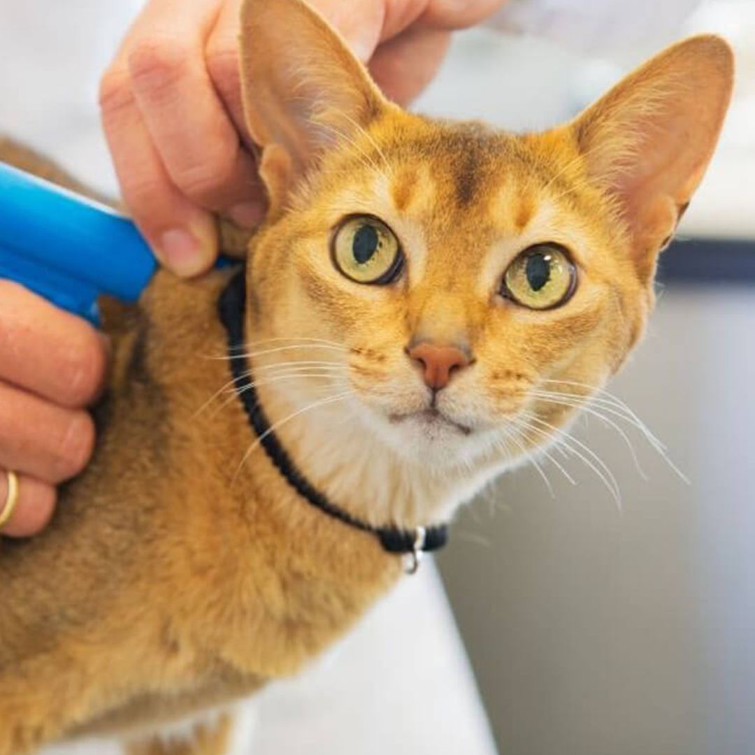 Cat microchipping