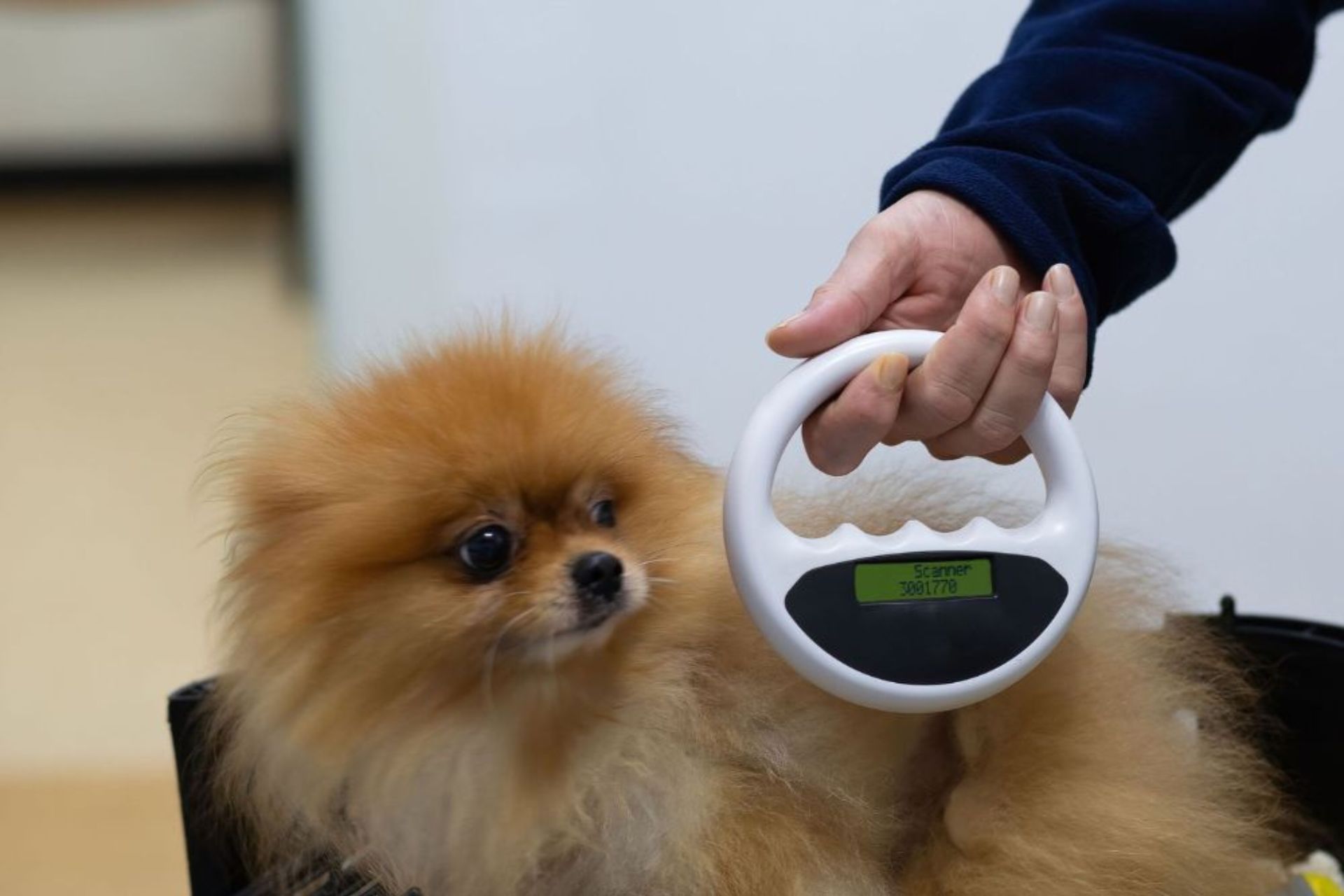 Pet microchipping