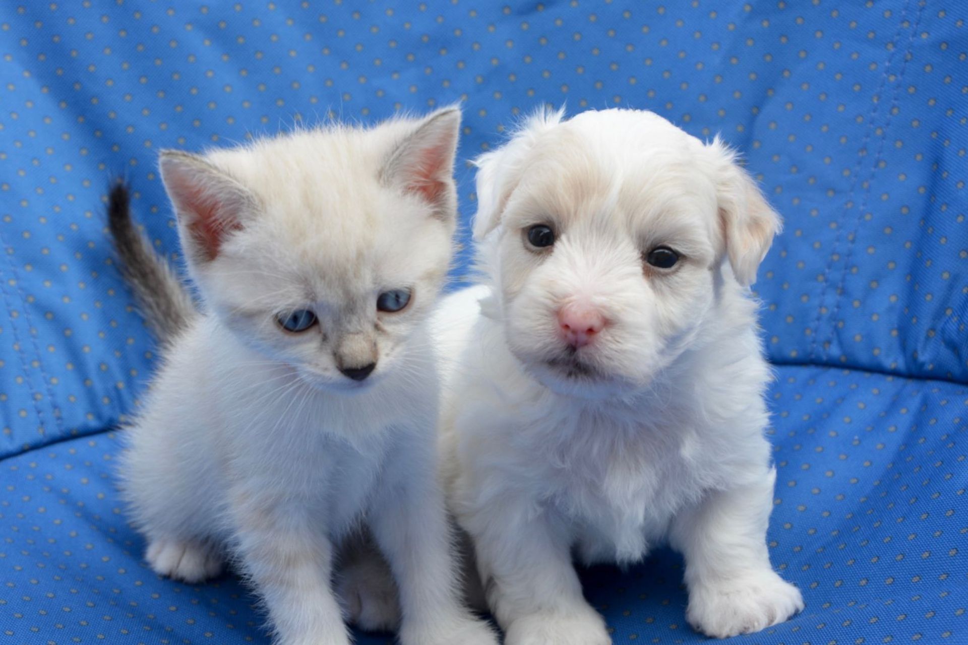 Puppy and kitten