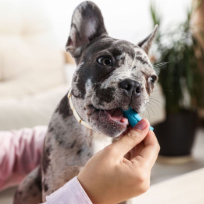 Dog dental cleaning