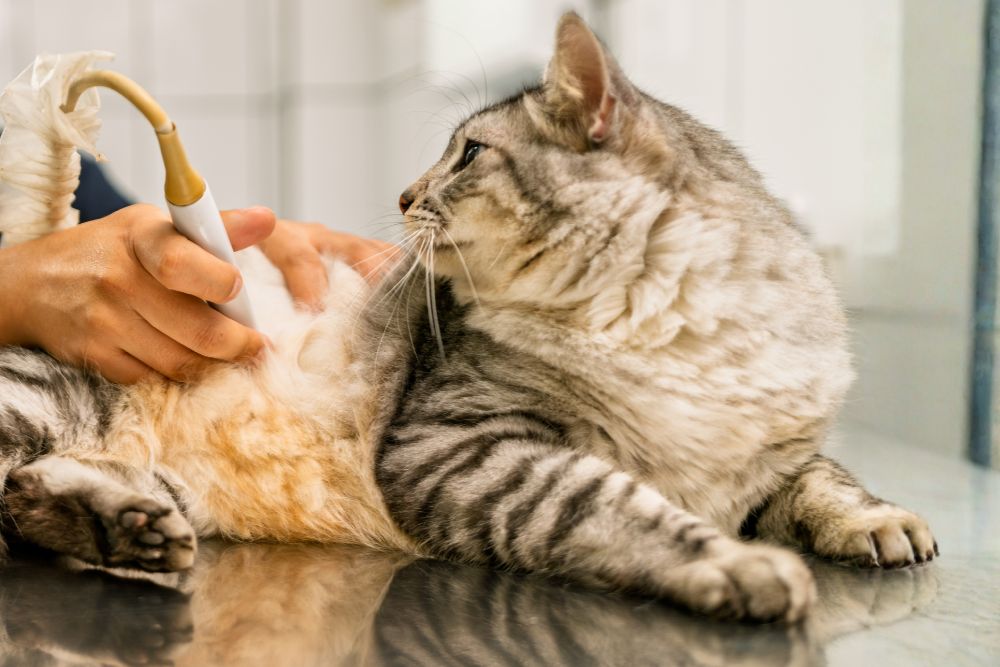 Veterinarian performing ultrasound examination on kitten