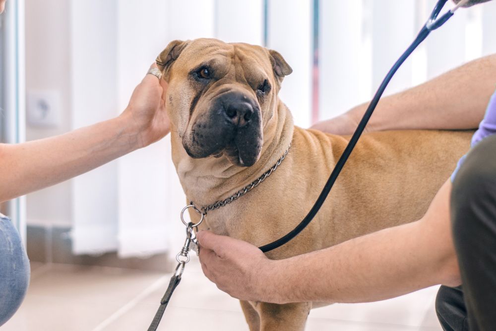 Vets examining a dog
