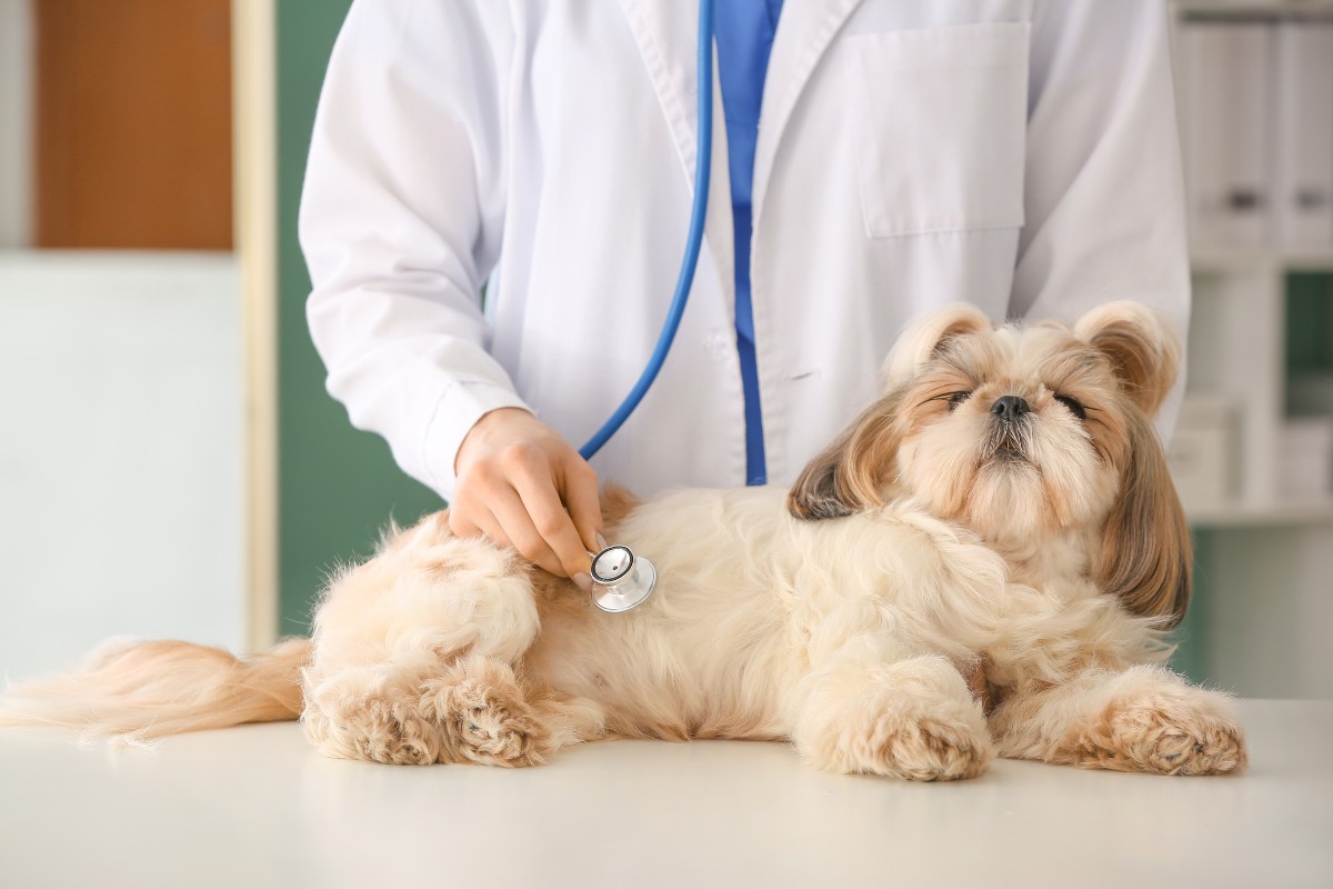 A veterinarian examines a dog on an examination table